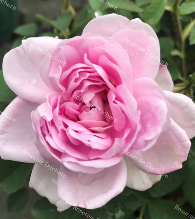 Shrub rose Soupert et Notting