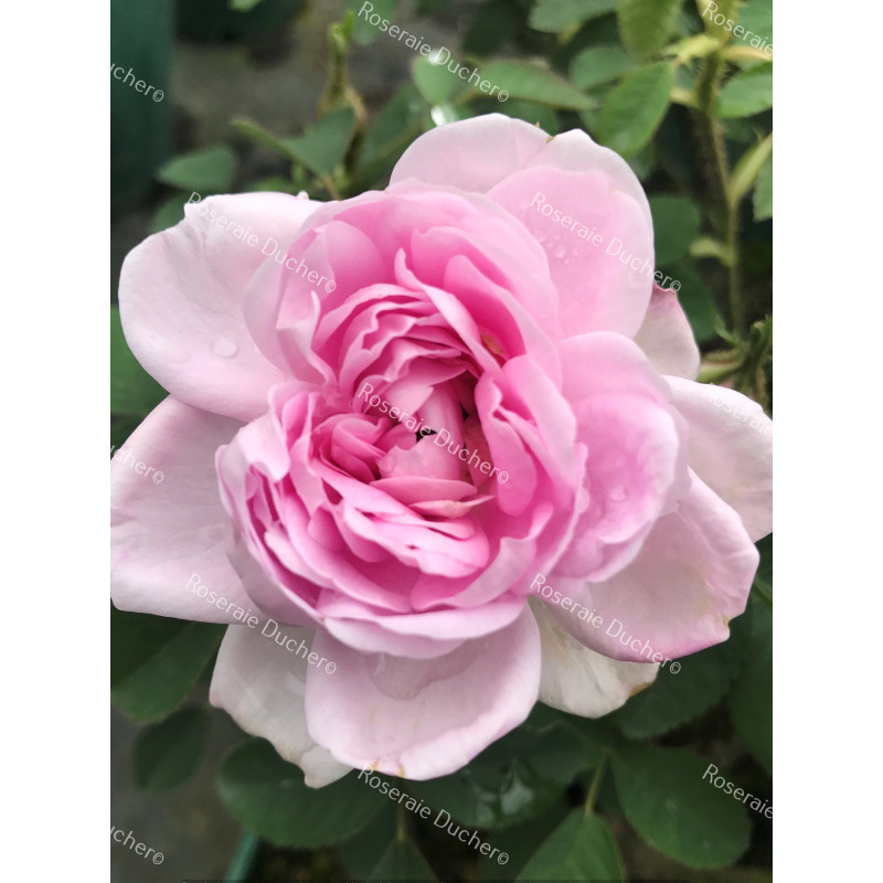 Shrub rose Soupert et Notting