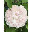 Shrub rose White Jacques Cartier