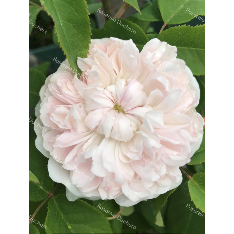 Rosier buisson White Jacques Cartier