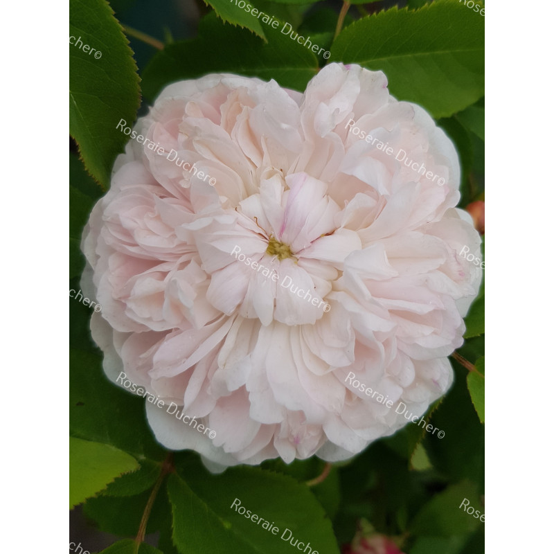 Rosier buisson White Jacques Cartier