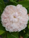 Shrub rose White Jacques Cartier