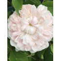 Rosier buisson White Jacques Cartier