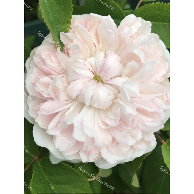 Shrub rose White Jacques Cartier