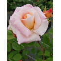 Shrub rose Gruss An Aachen