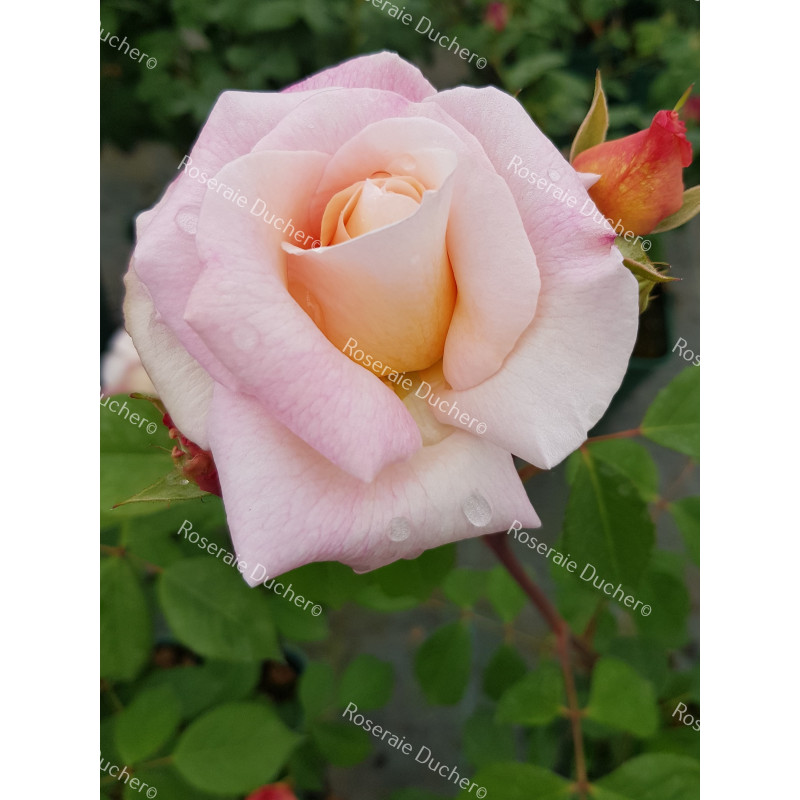 Rosier buisson Gruss An Aachen