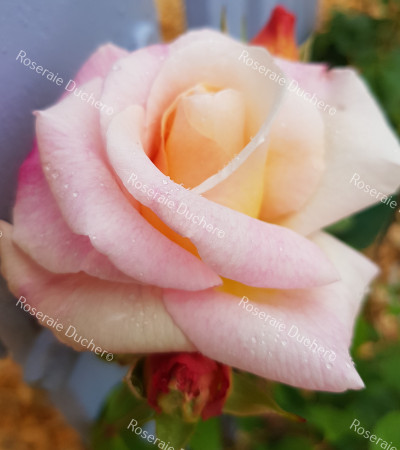 Shrub rose Gruss An Aachen