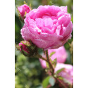 Shrub rose Salet