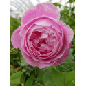 Shrub rose Reine Victoria
