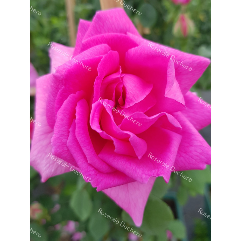 Rosier grimpant Zéphirine Drouhin