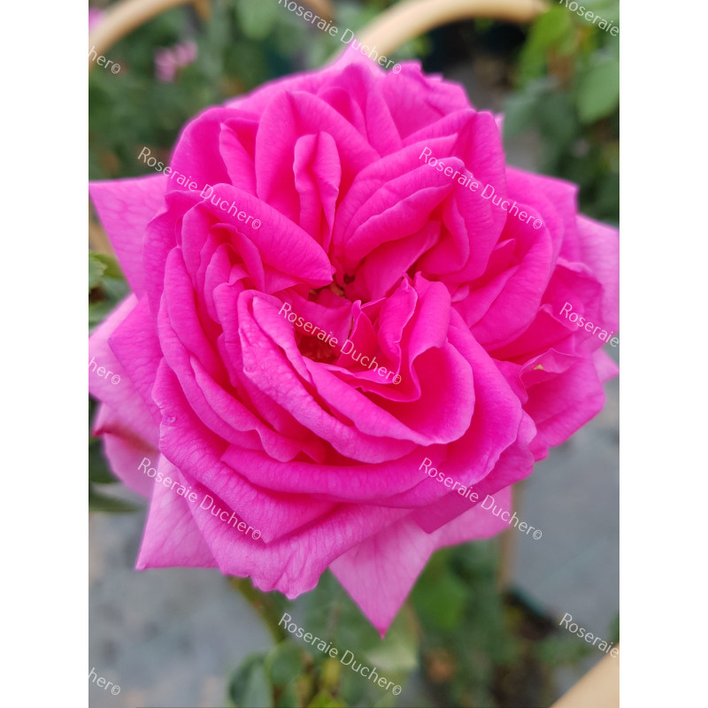 Rosier grimpant Zéphirine Drouhin