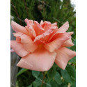 Shrub rose Duqusa de Peneranda