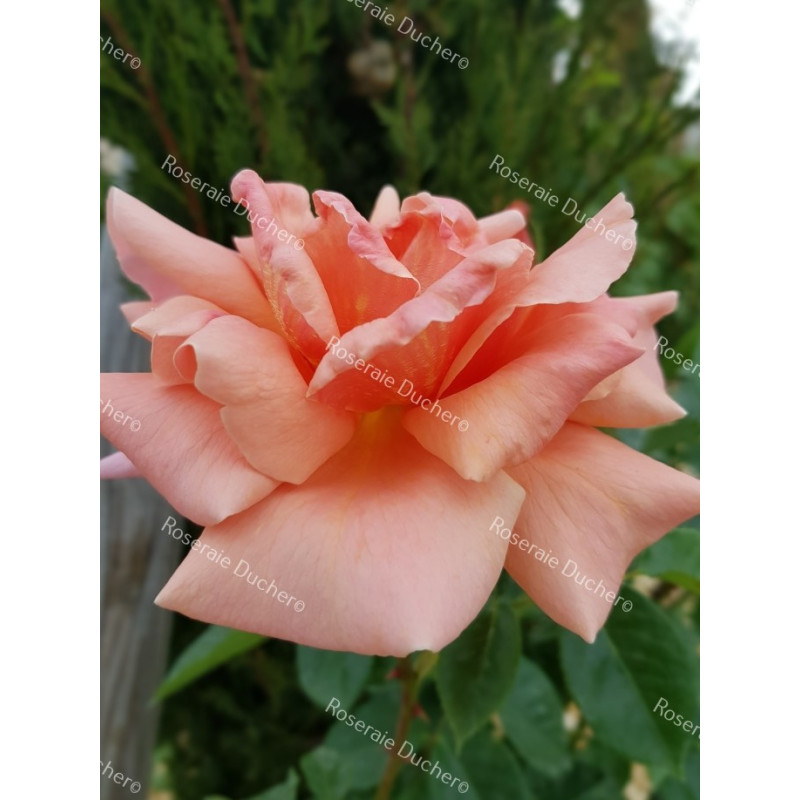 Rosier buisson Duquesa de Peneranda