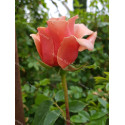Rosier buisson Duquesa de Peneranda