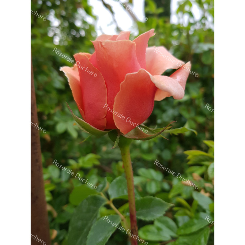 Rosier buisson Duquesa de Peneranda