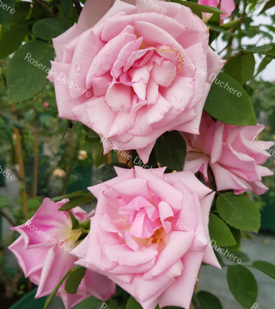 Climbing rose Kathleen Harrop