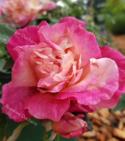 Shrub rose General Gallieni