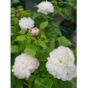 Shrub rose White Jacques Cartier
