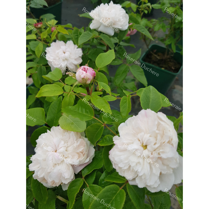 Shrub rose White Jacques Cartier