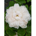 Rosier buisson White Jacques Cartier