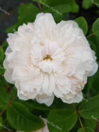 Rosier buisson White Jacques Cartier