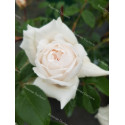 Climbing rose Madame Alfred Carriere