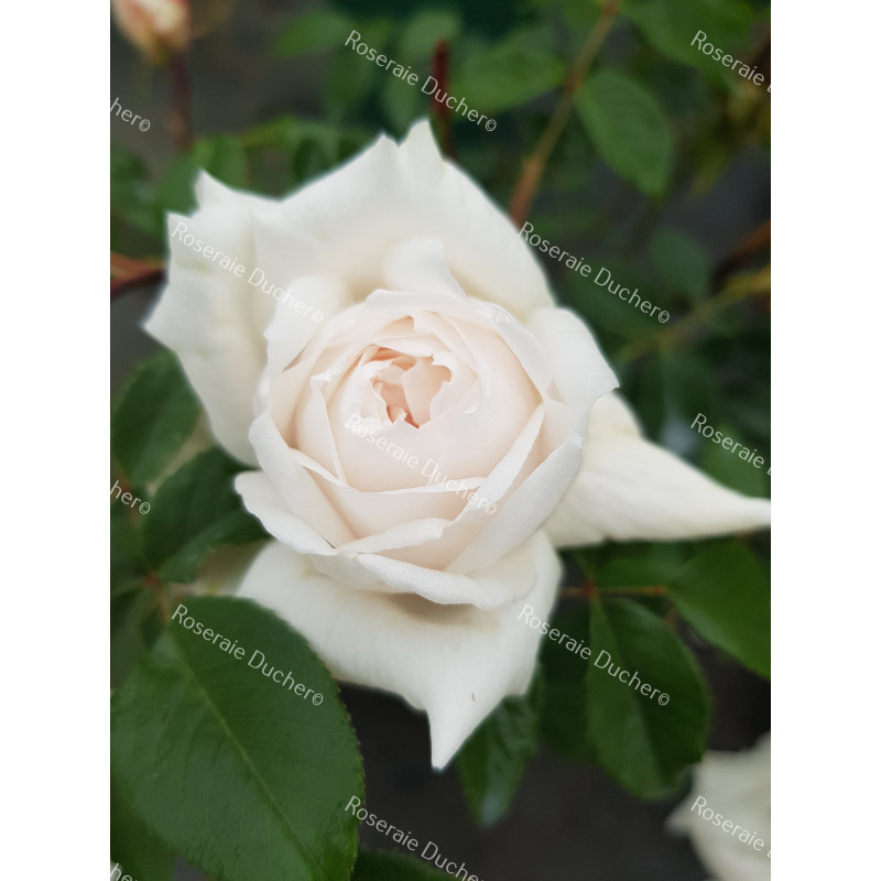 Climbing rose Madame Alfred Carriere