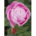 Shrub rose Reine Victoria