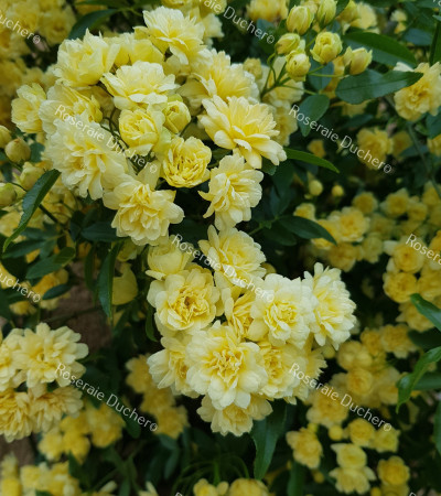 Climbing rose Rosa Banksiae Lutea
