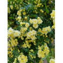 Climbing rose Rosa Banksiae Lutea