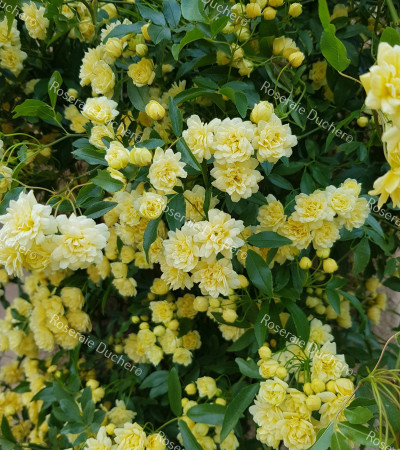 Climbing rose Rosa Banksiae Lutea