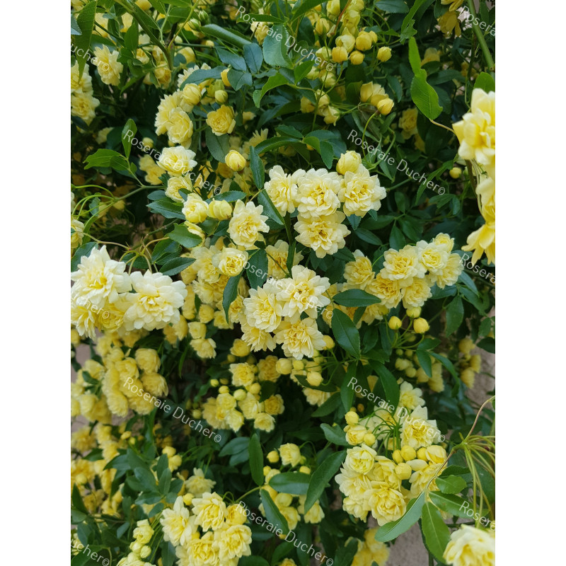 Climbing rose Rosa Banksiae Lutea