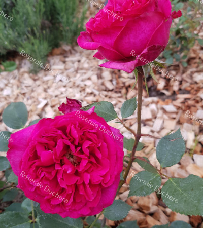 Rosier buisson Eugène Boullet