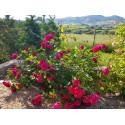 Shrub rose petillante de st galmier 