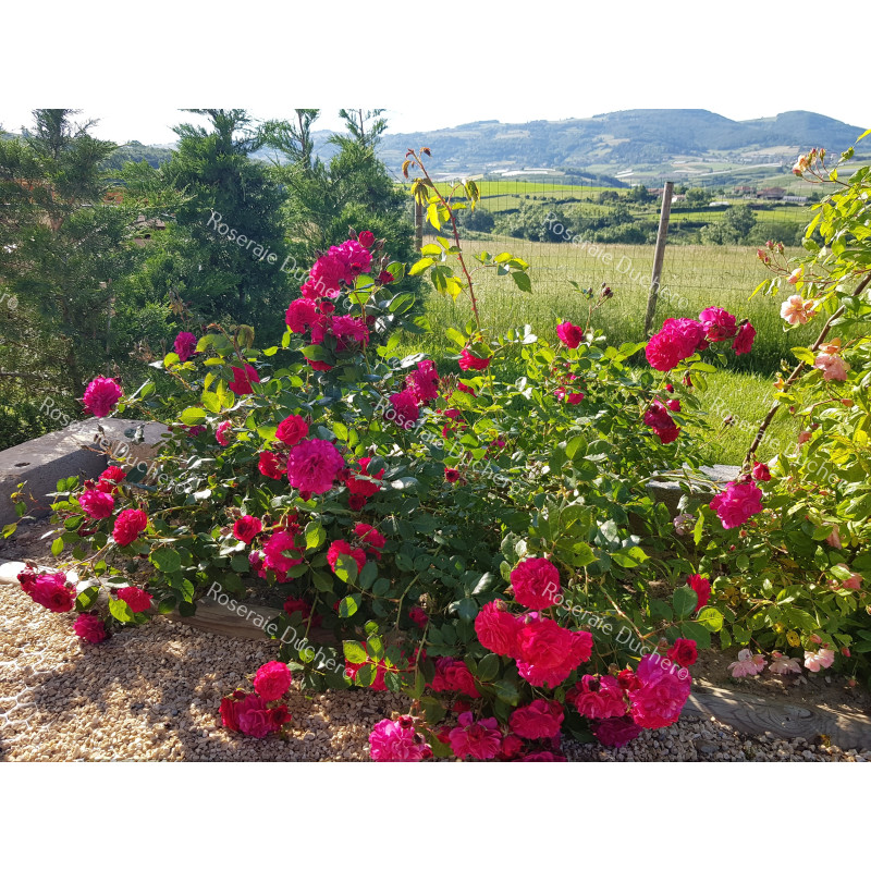 Shrub rose petillante de st galmier 
