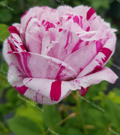 Rosier buisson Variegata di Bologna