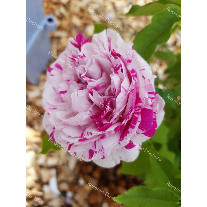 Shrub rose Variegata di Bologna