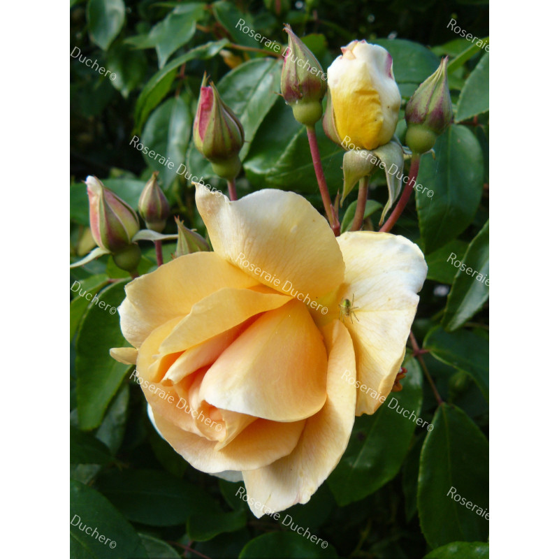 Rosier grimpant Crépuscule