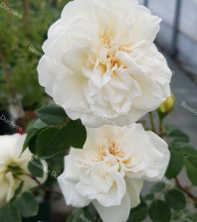 Climbing rose Sombreuil