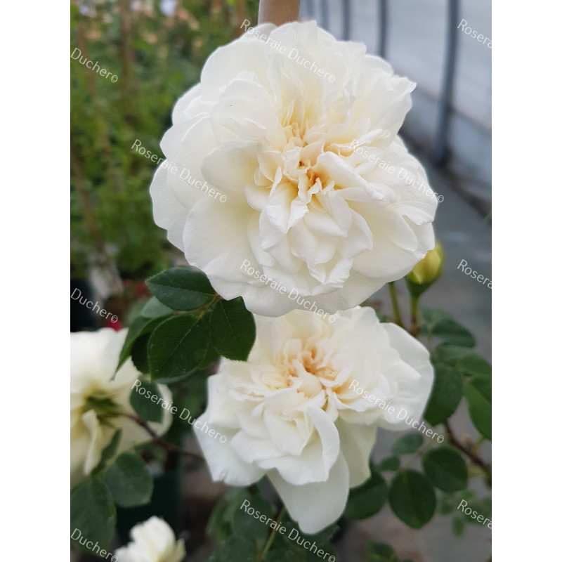 Climbing rose Sombreuil