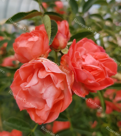 Climbing rose Margo Koster Climbing