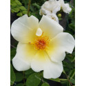 Shrub rose Golden Wings