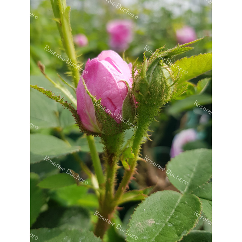 Rosier buisson Salet