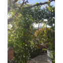 Climbing rose Rosa Banksiae Alba