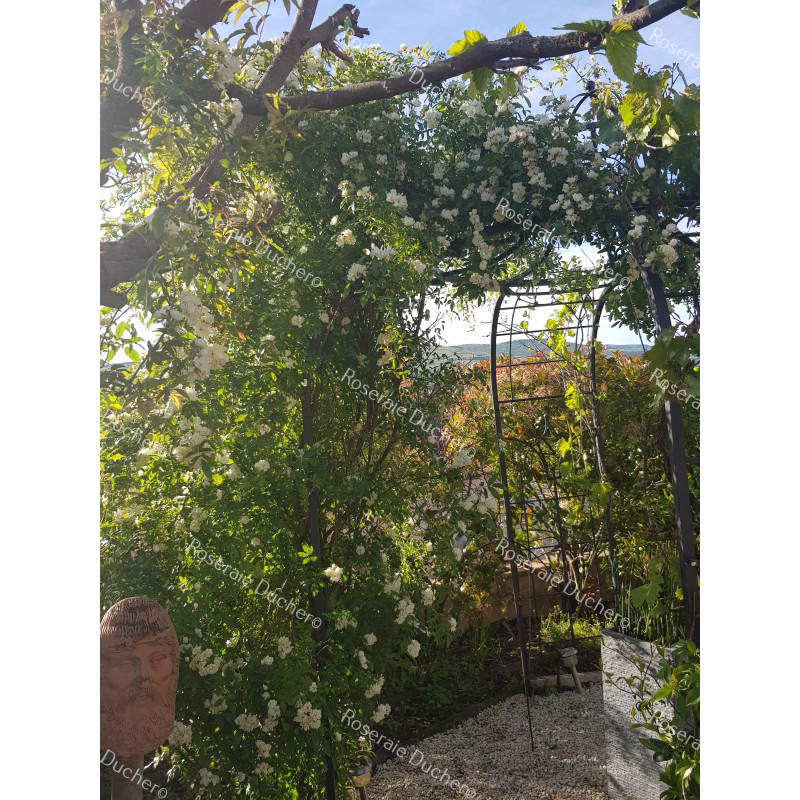 Climbing rose Rosa Banksiae Alba
