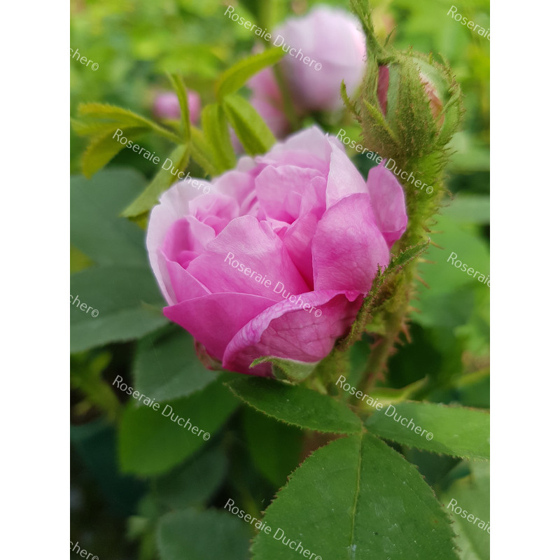 Rosier buisson Salet