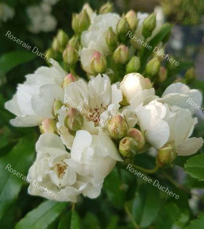 Climbing rose Rosa Banksiae Alba