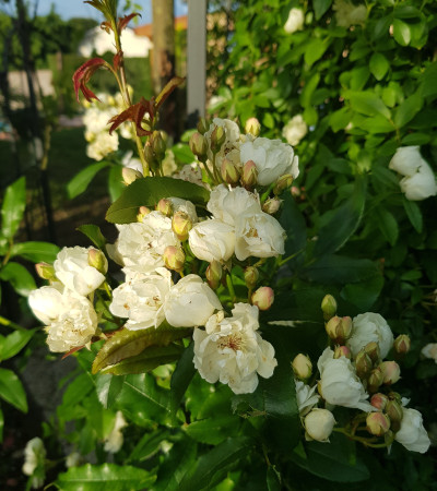 Climbing rose Rosa Banksiae Alba