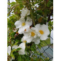 Climbing rose Laevigata
