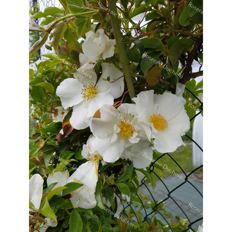 Rosier grimpant Laevigata / La rose des Cherokees